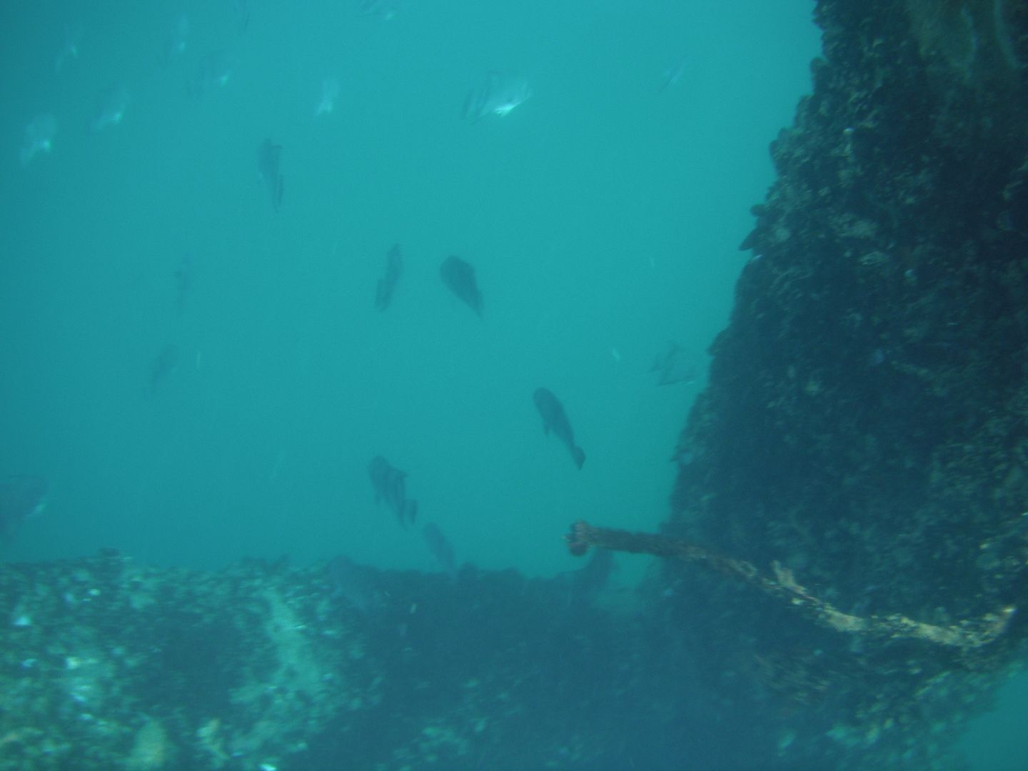 Jet Ski Underwater Adventure BASS BARN